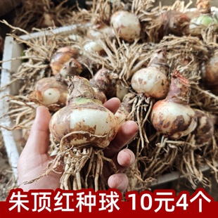 朱顶红种球重瓣阿弗雷进口开花球花卉植物室内花对子莲