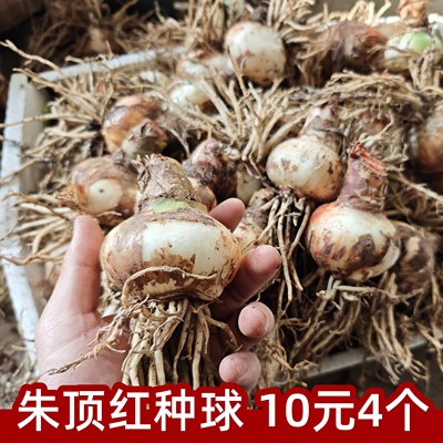 朱顶红种球重瓣阿弗雷进口开花球花卉植物室内花对子莲