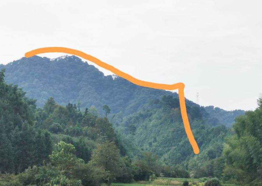 重新竞价婺源县许村镇曹村村委会3宗林权