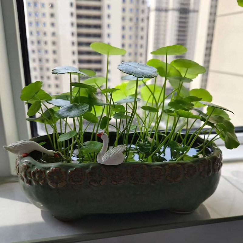 铜钱草水培花盆陶瓷大号清仓水仙花睡莲碗莲金钱草无孔水养专用盆图片
