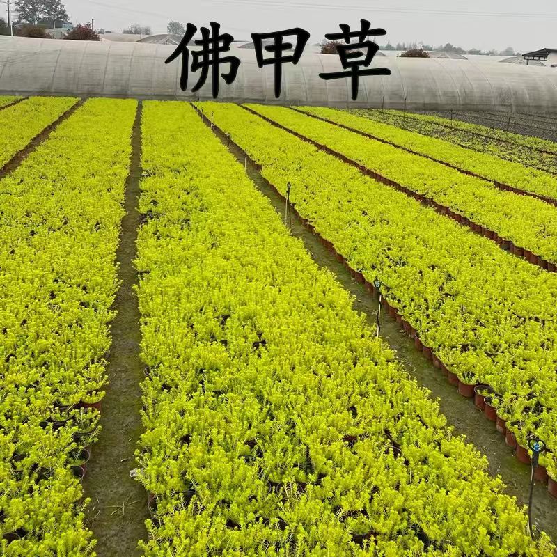 金叶过路黄佛甲草熊猫堇