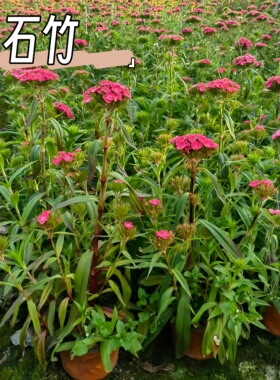 精品花边石竹花苗高杆石竹多年生易成活别墅花园造景耐寒耐热庭院