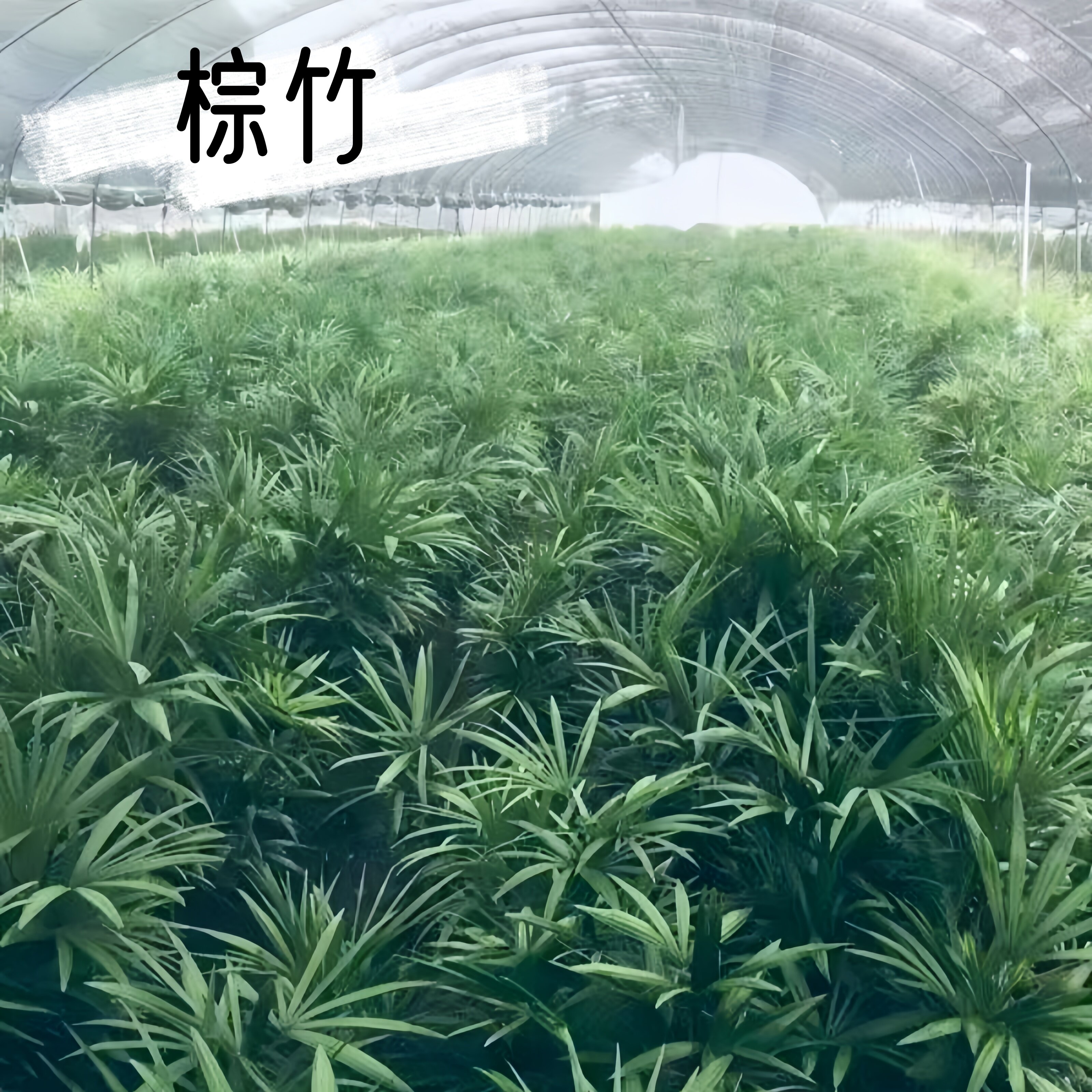 绿植办公室客厅旺宅耐阴植物