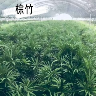 细叶金山棕竹大盆栽办公室客厅落地室内旺宅耐阴植物四季常青绿植