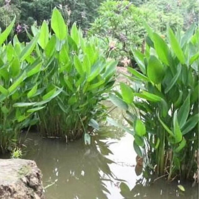 再力花花苗水生植物河道净化水质室外池塘绿化人工湿地挺水植物
