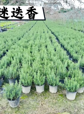 迷迭香薄荷阳台室内庭院绿植