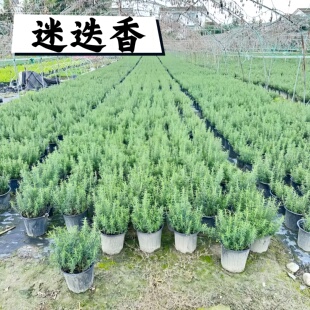 迷迭香阳台室内庭院薄荷大盆栽绿植易繁殖扦插易活易管理香水盆栽
