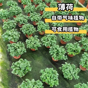薄荷盆栽新鲜可食用香叶薄荷苗室内花园驱蚊植物绿薄荷苗绿植花卉