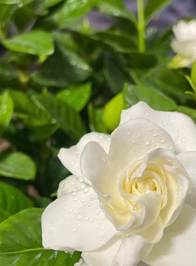 大叶小叶栀子花苗中栀子苗