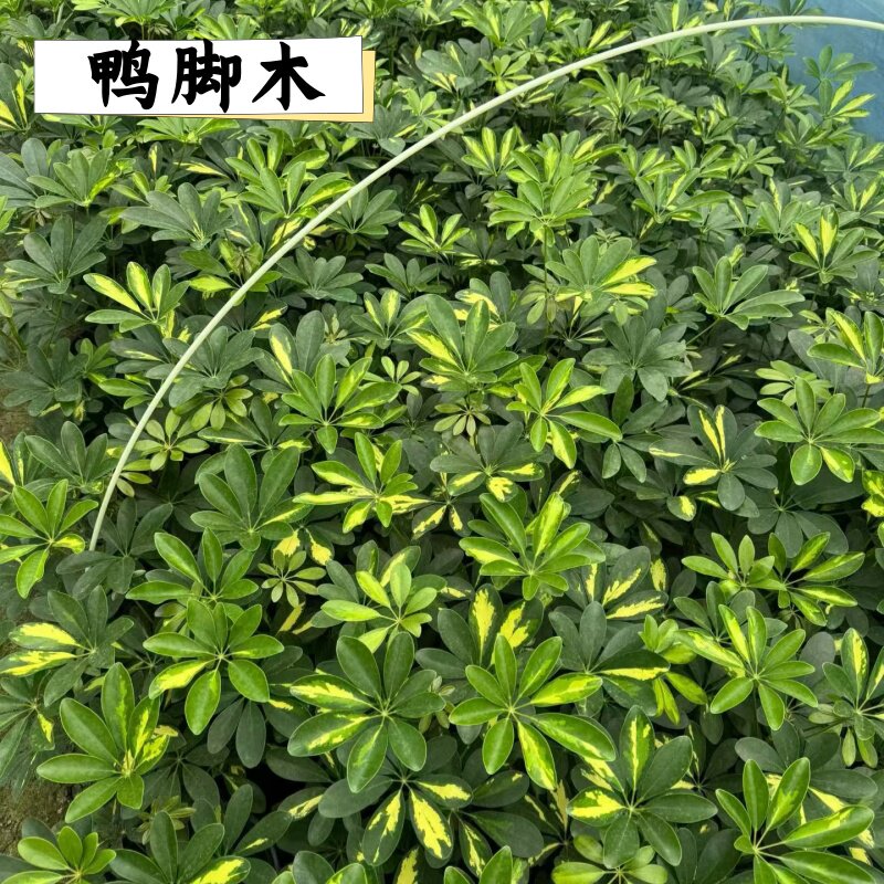 造型鸭脚木客厅大盆栽鸭掌木鹅掌桌面绿植