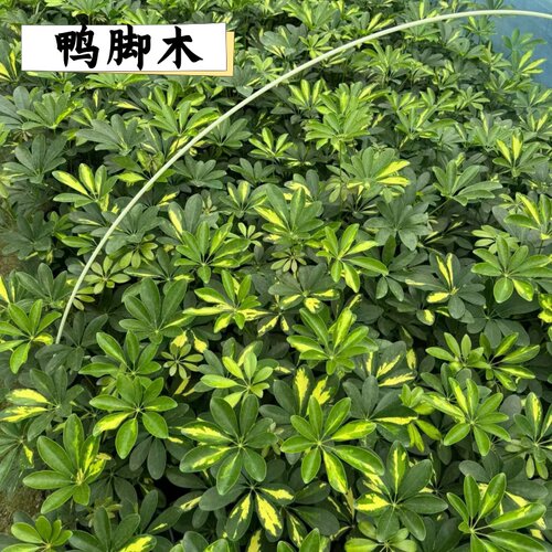 造型鸭脚木客厅大盆栽鸭掌木鹅掌财室内乔迁绿植植物大型落地四季