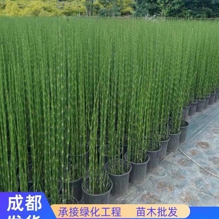木贼盆栽耐寒耐热多年生水景水培植物庭院造景笔管草四季青节节草