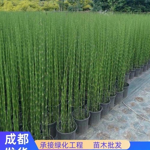 木贼草庭院花园全株可入药节节草