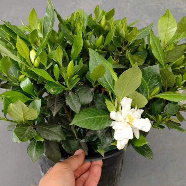 栀子花盆栽室内花卉老桩海栀子小叶大叶开花绿植花庭院绿化