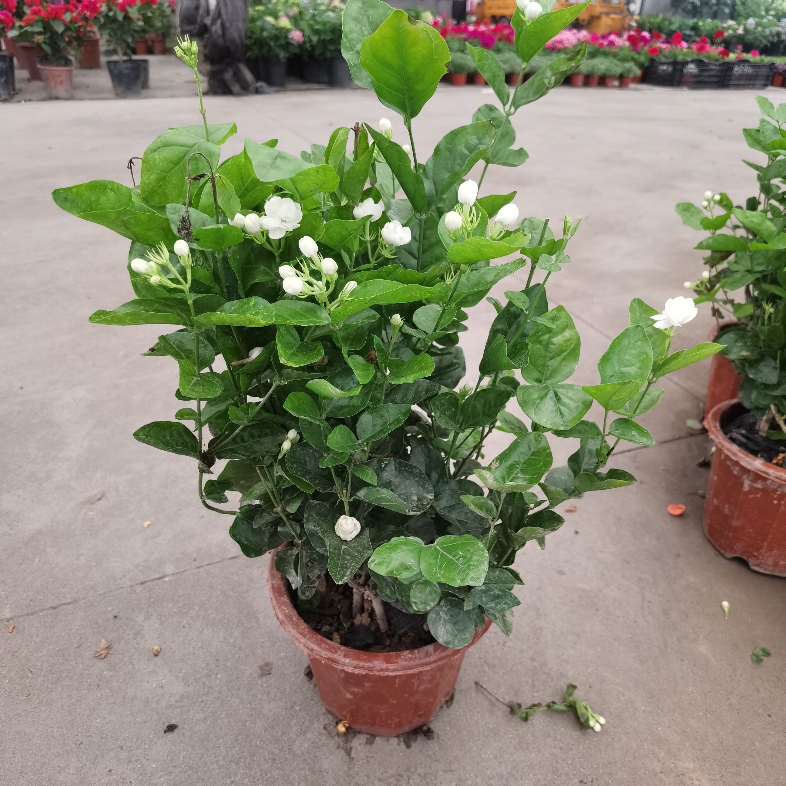 成都发货老桩重瓣白茉莉盆栽双色茉莉花包开花包成活整盆原土原盆