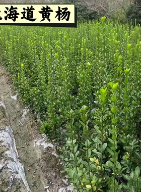 工程专用北海道黄杨苗庭院篱笆绿篱耐寒耐旱四季常青丛生好养易活