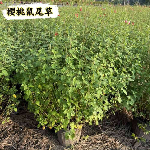 樱桃鼠尾草四季好养芳香盆栽