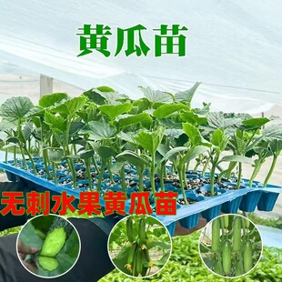 黄瓜苗秧苗荷兰水果黄瓜苗蔬菜苗高产阳台盆栽蔬菜苗四季黄瓜种苗