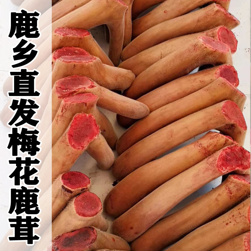 吉林东北梅花新鲜鹿茸整枝泡酒材料干头茬货含带血正品切片滋补品