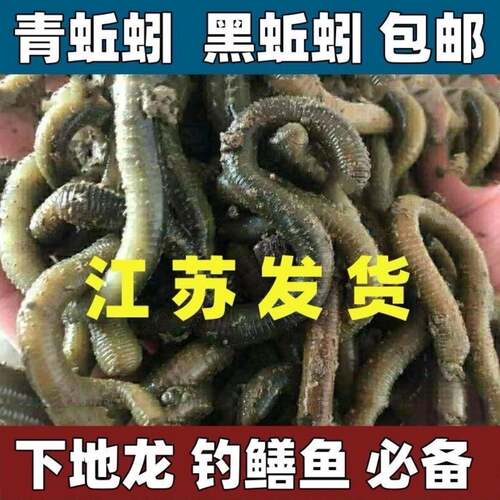 蚯蚓活体黑蚯蚓鲜活鱼饵青蚯蚓活饵臭蚯蚓大蚯蚓钓黄鳝诱饵地龙