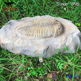 仿真三叶虫化石骨架玻璃钢树脂材质制作恐龙化石模型厂家