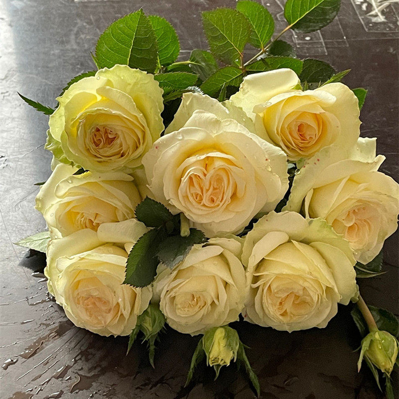 青苹果玫瑰花苗大花植物盆栽室内月季花卉观花带花苞四季开花植物