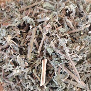 防风草广西新鲜晒广防风落马衣叶土防风草排风草土藿香抹草干品