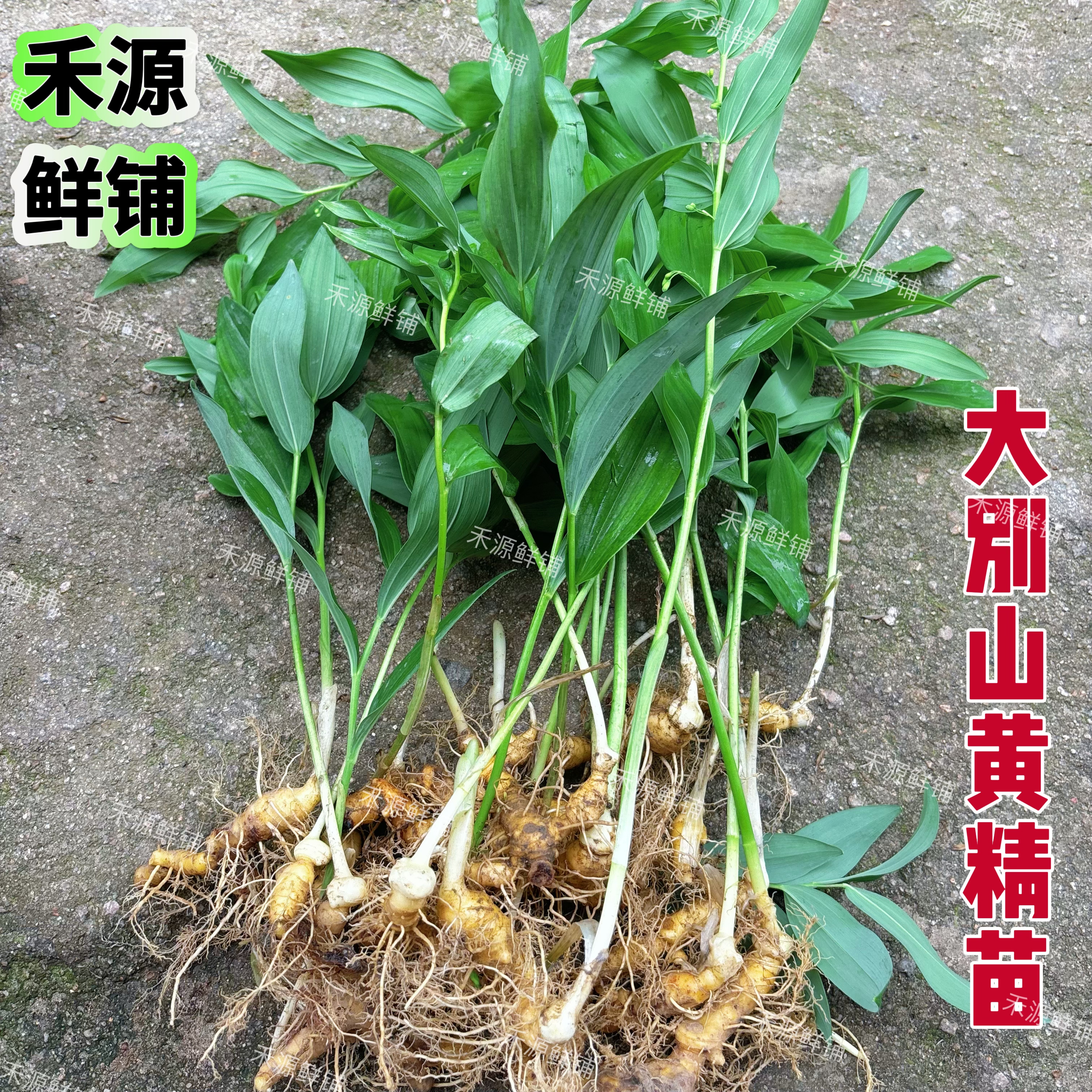 安徽大别山黄精种植苗现挖现发多花鸡头黄精苗甜黄精老虎姜种苗图片