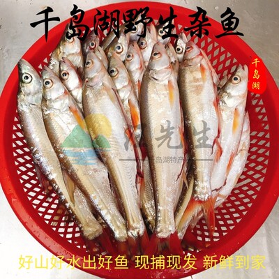 千岛湖野杂鱼红珠黄尾鱼鲜活鱼