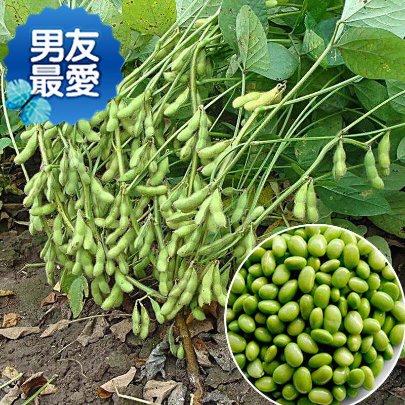 毛豆种籽早春夏季高产荚多特早熟晚熟青大r粒易种菜豆子蔬菜种孑在类目 ZIPPO/瑞士军刀/眼镜, 瑞士军刀中 - 来自Buy2taobao.com提供专业的淘宝代购服务