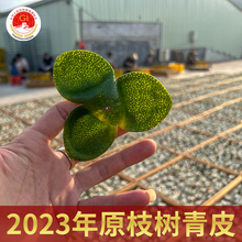 2023年原枝树大青皮精选新会陈皮 全生晒新上