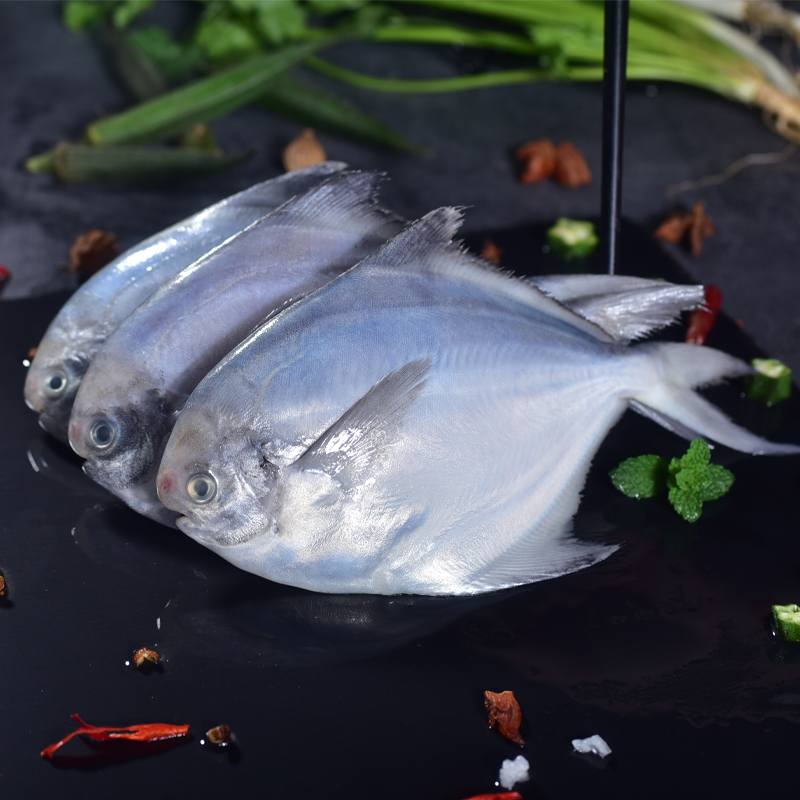银鲳鱼特大号鲳鱼新鲜冷冻海鱼鲳鱼新鲜平鱼鲳鳊鱼生鲜海鲜海鲳鱼