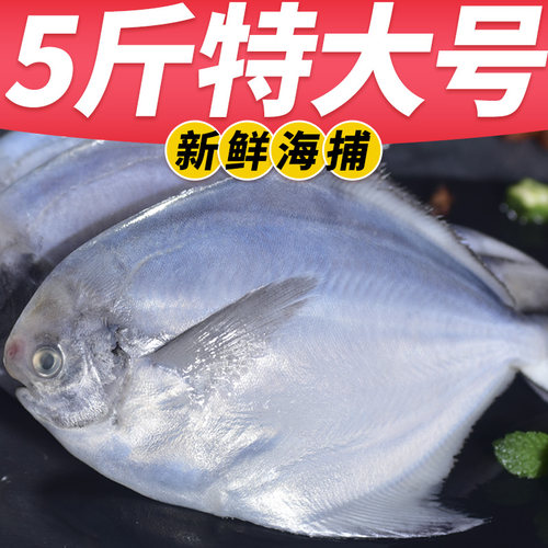 鲜活冷冻新鲜海捕海鲜水产