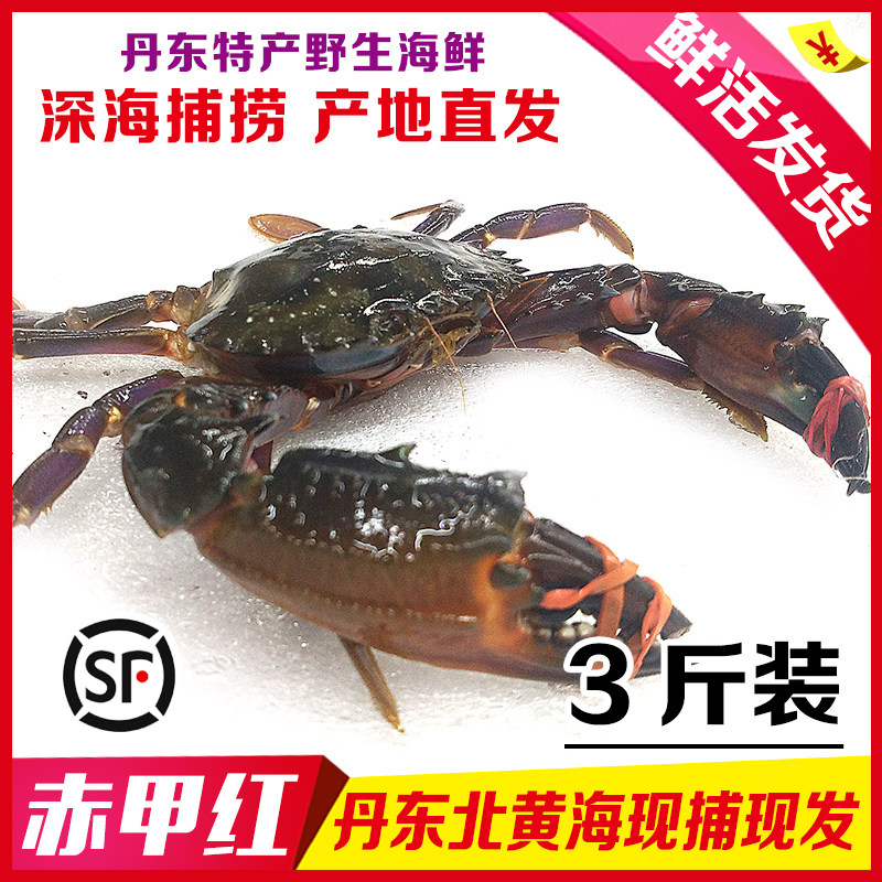 丹东鲜活赤甲红石甲红肉甜爆肥大花盖螃蟹海蟹大红蟹青蟹顺丰3斤
