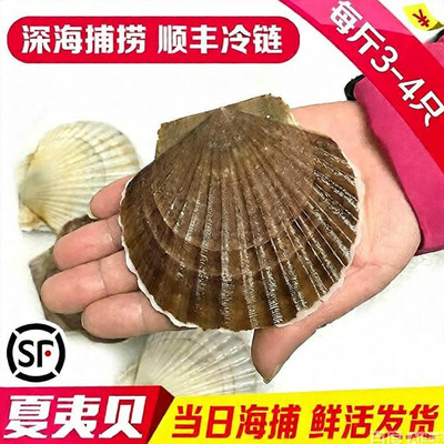活发夏威夷贝夏怡贝3斤装包顺丰