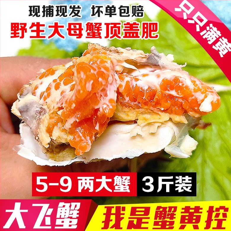 丹东大飞蟹老东沟满黄包肥大母蟹