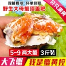 活发丹东大飞蟹全母蟹满黄爆肥老东沟梭子蟹红膏蟹 保鲜不保活