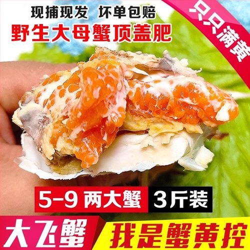 丹东大飞蟹老东沟满黄包肥大母蟹