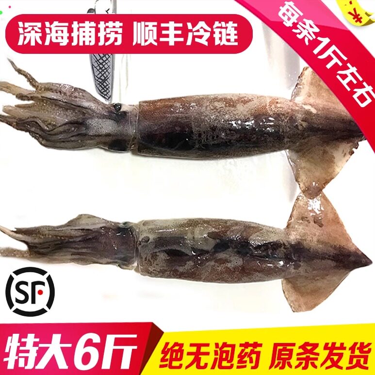 丹东黄海大鱿鱼鲜超大鱿鱼无泡药