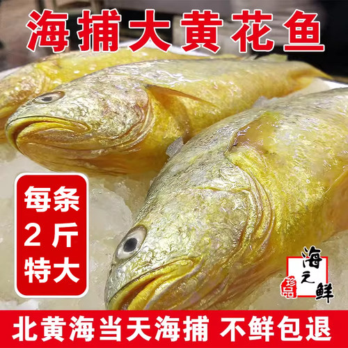 2斤1条冰鲜大黄鱼捕满大黄花鱼