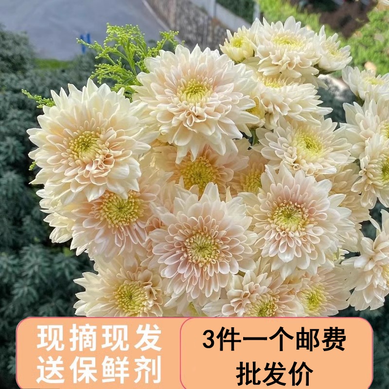 鲜花小雏菊花纽扣香草沙拉云南昆明基地直发包邮水养鲜切花家水养