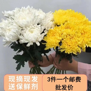 鲜花云南直发黄白菊花哀悼扫墓祭祖祭奠缅怀烈士拜山求神花束