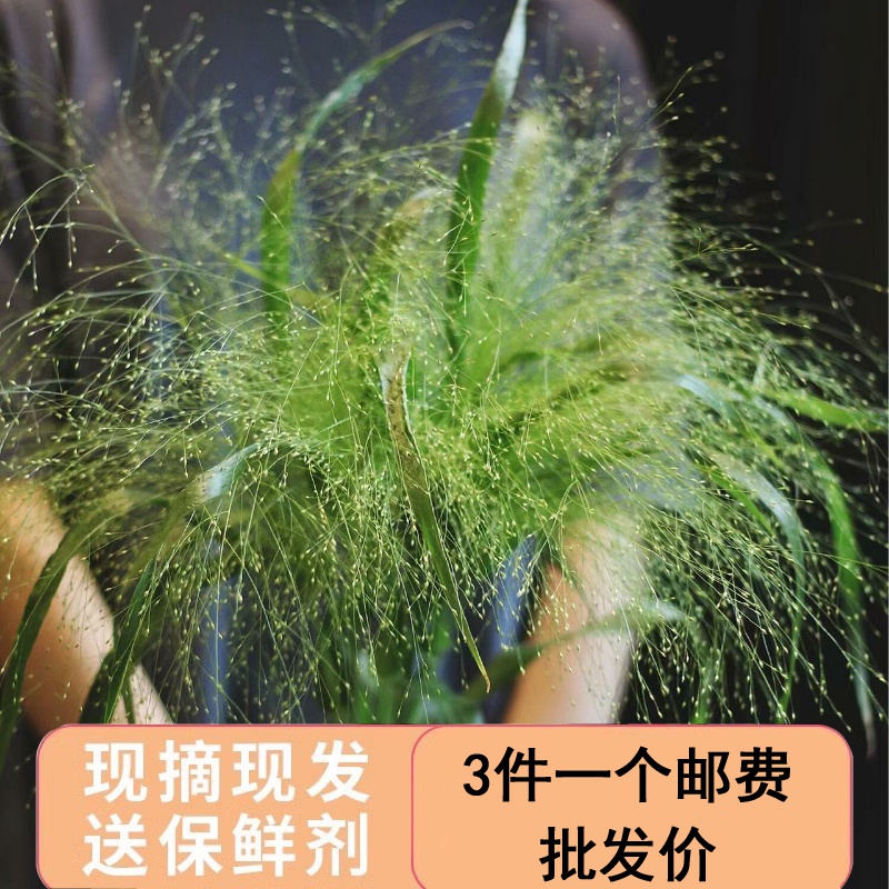 喷泉草云南昆明新鲜直发鲜花多头泡泡玫瑰蔷薇家用水养鲜切花