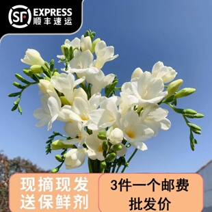 香雪兰小苍兰室内水培养鲜花云南昆明基地直发小清新花束