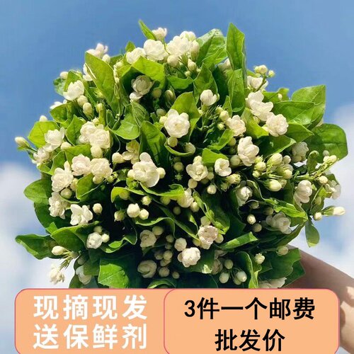 茉莉花鲜花云南基地直发康乃馨