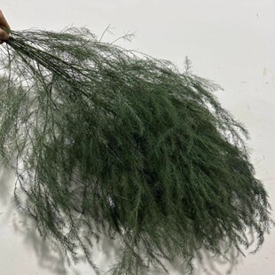 芦荀草芦笋草芦荨鲜切枝婚庆节日现场布置圣诞节圣诞用地直发