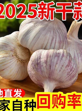 农家大蒜头新干蒜紫白皮大蒜种籽干蒜1斤5斤9斤河南干大蒜非鲜蒜