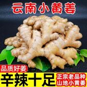 2025新姜云南小黄姜5斤红河新鲜生姜现挖高山沙姜老嫩姜姜蔬菜