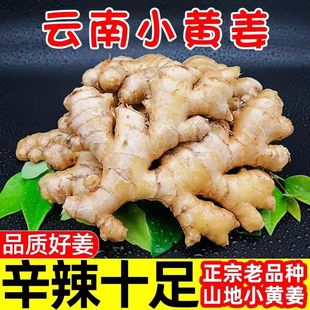 2025新姜云南小黄姜5斤红河新鲜生姜现挖高山沙姜老嫩姜姜蔬菜