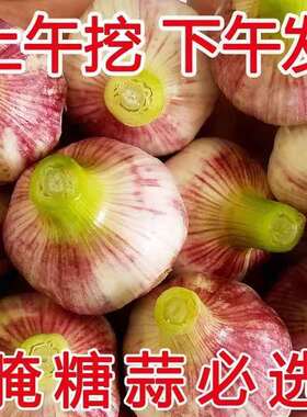 特大2026新鲜现挖大蒜头10斤鲜大蒜紫皮湿蒜5斤蔬菜湿蒜农家大蒜